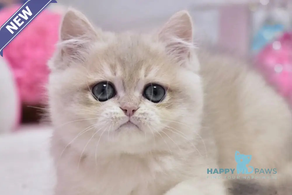 Calvin British Shorthair male blue golden chinchilla live animals