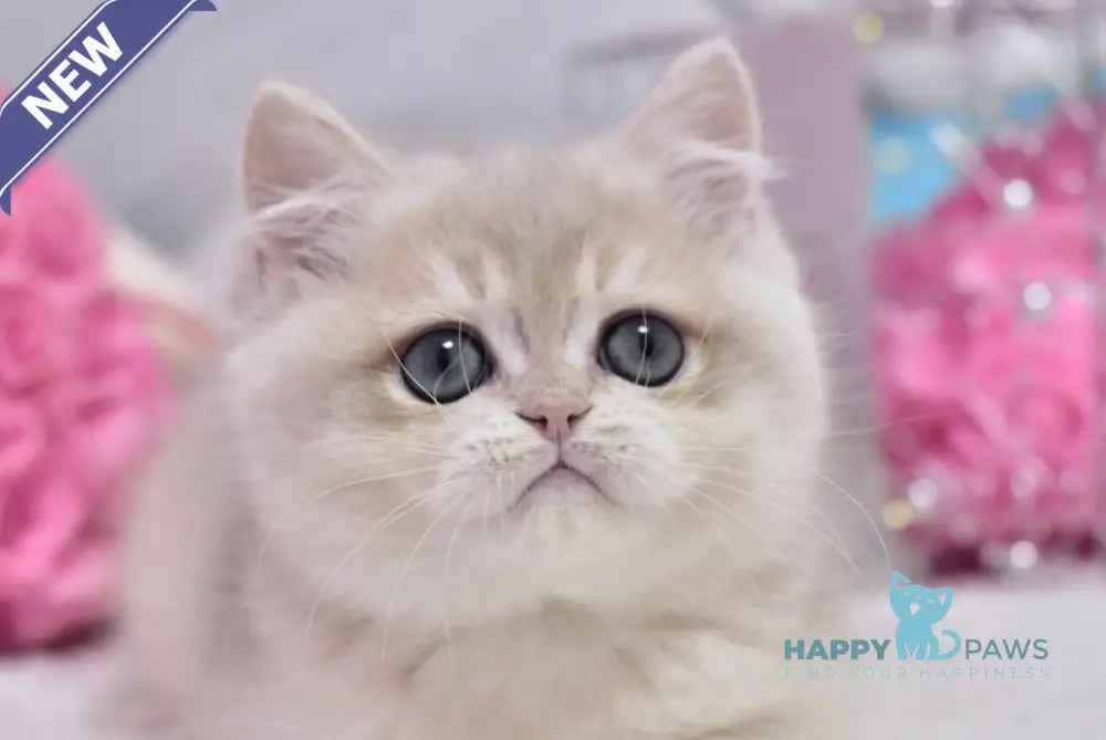 Calvin British Shorthair male blue golden chinchilla live animals