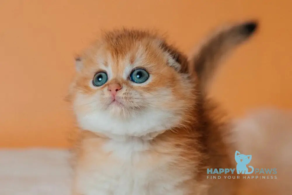 Calvin Scottish Fold male black golden shaded live animals