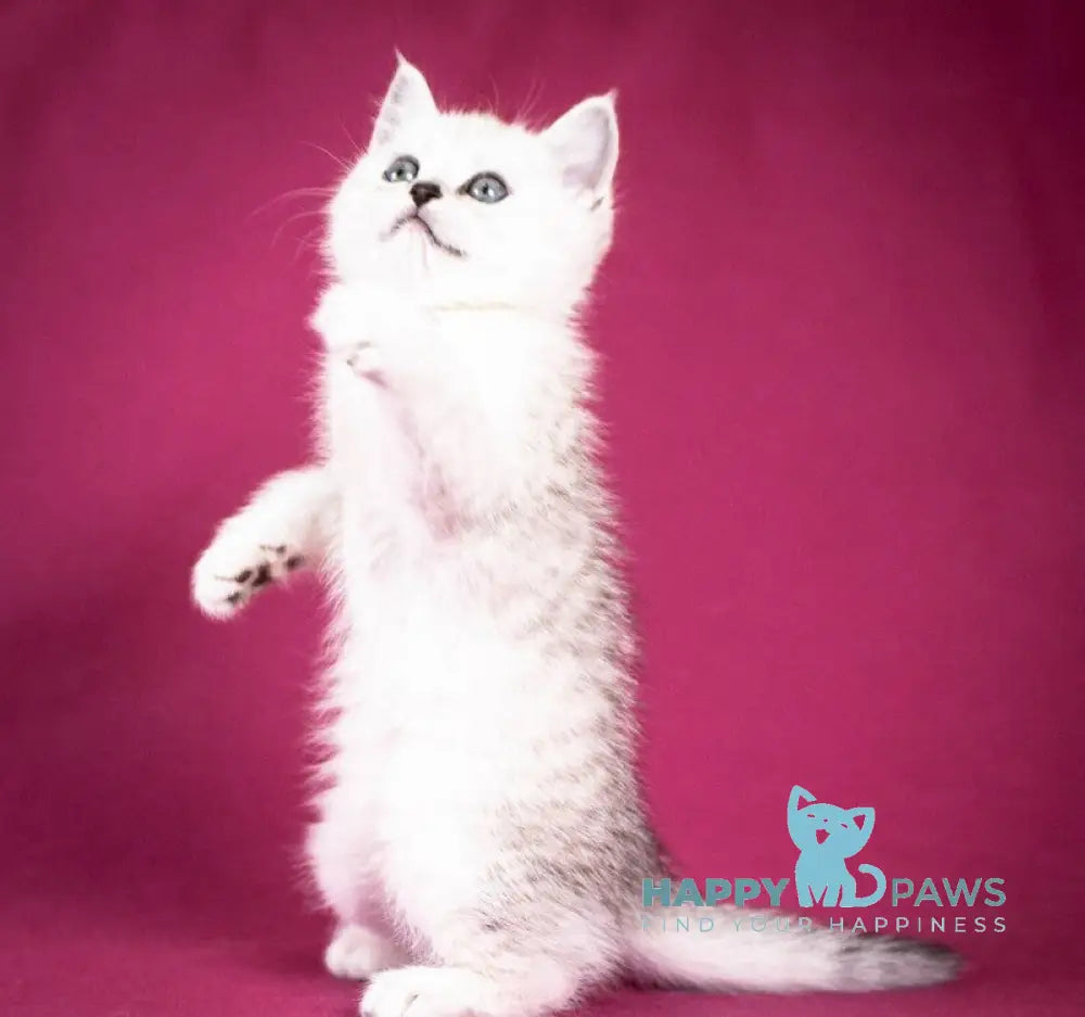 Calvin Scottish Straight male black silver shaded - live animals