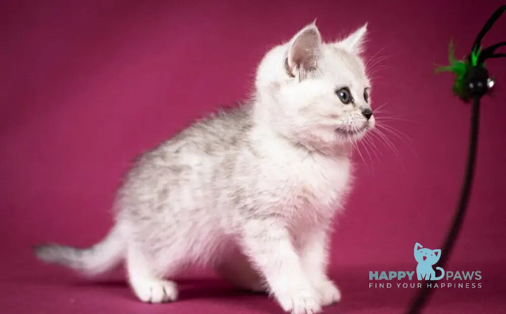Calvin Scottish Straight male black silver shaded - live animals