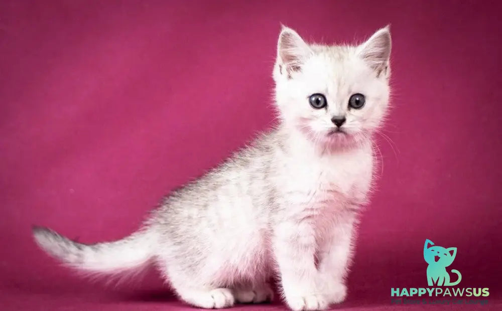 Calvin Scottish Straight male black silver shaded - live animals