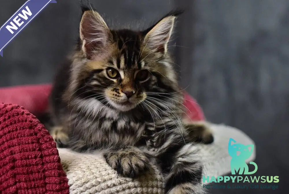Calypso Maine Coon male black tabby - live animals