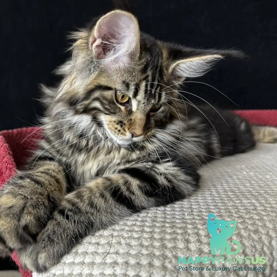 Calypso Maine Coon male black tabby - live animals