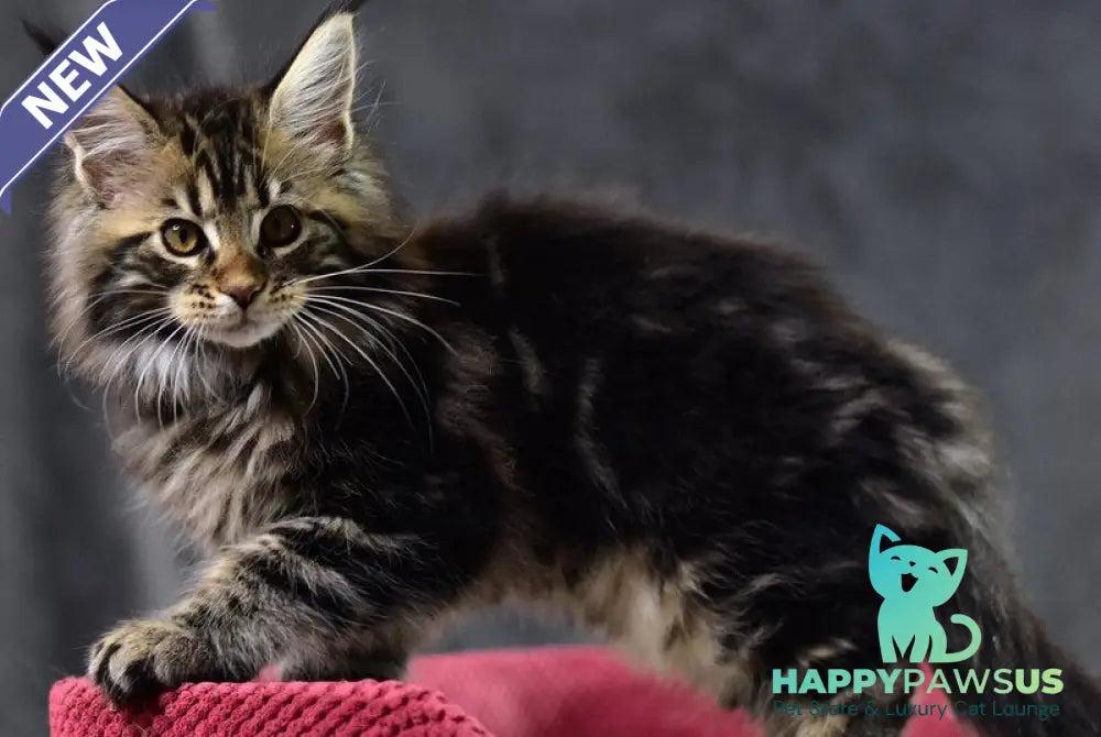Calypso Maine Coon male black tabby - live animals