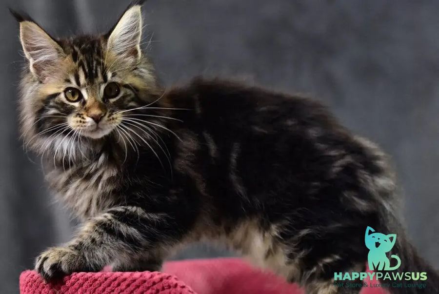 Calypso Maine Coon male black tabby - live animals