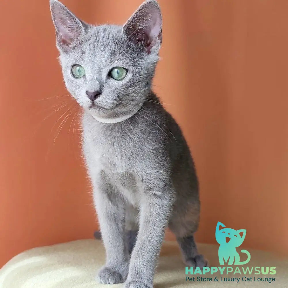 Calypso Russian Blue female blue - live animals
