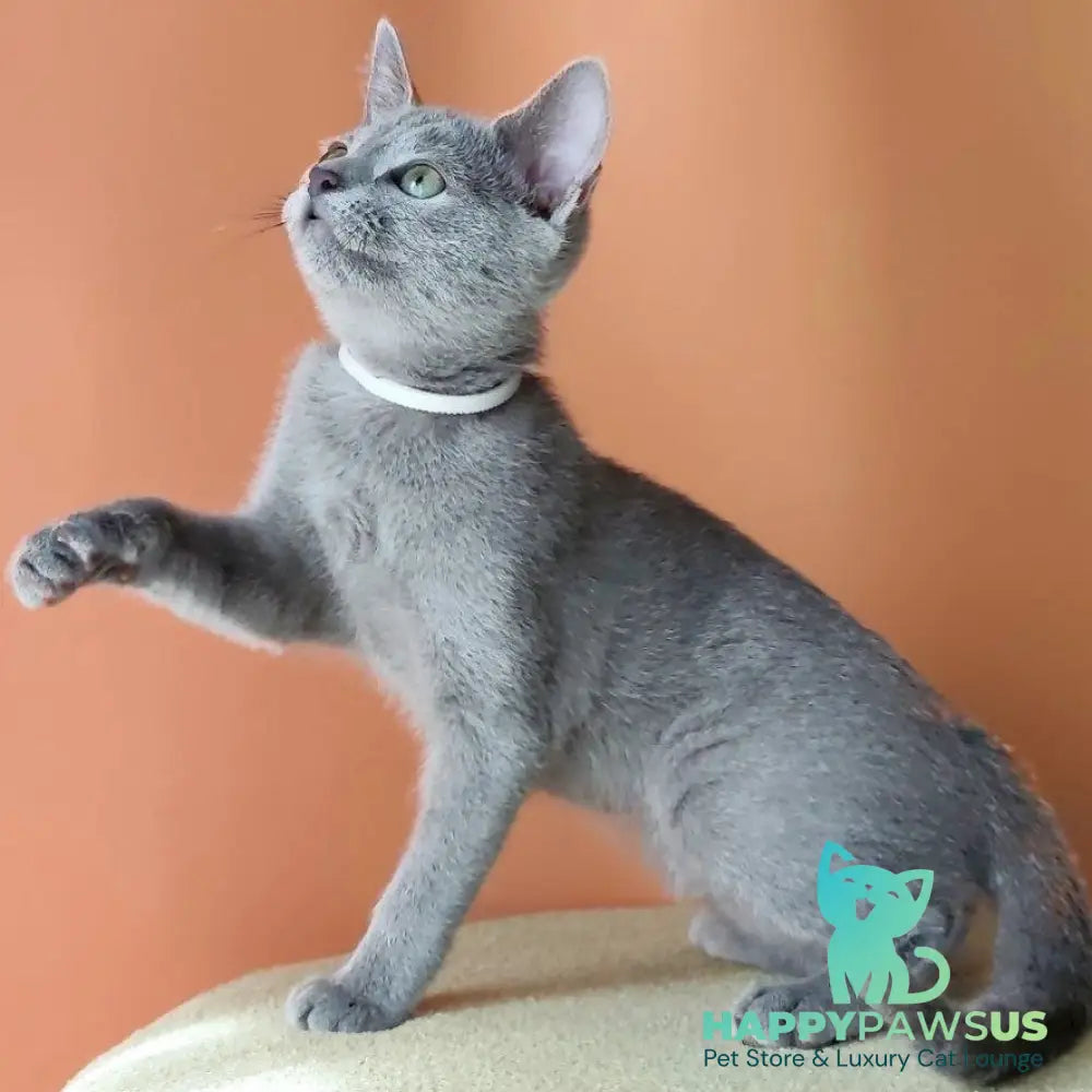 Calypso Russian Blue female blue - live animals