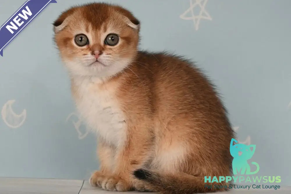 Calypso Scottish Fold female black golden ticked tabby - live animals