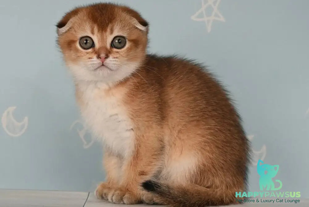 Calypso Scottish Fold female black golden ticked tabby - live animals