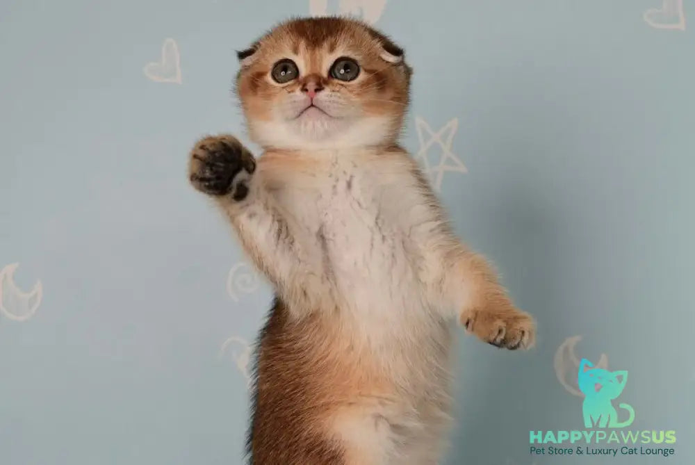 Calypso Scottish Fold female black golden ticked tabby - live animals