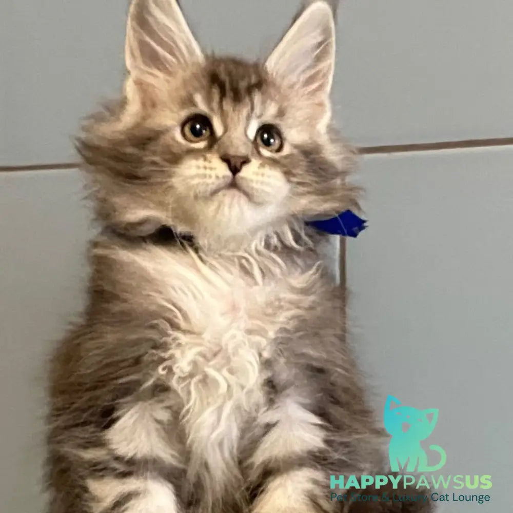 Cambridge Maine Coon male black silver tabby - live animals