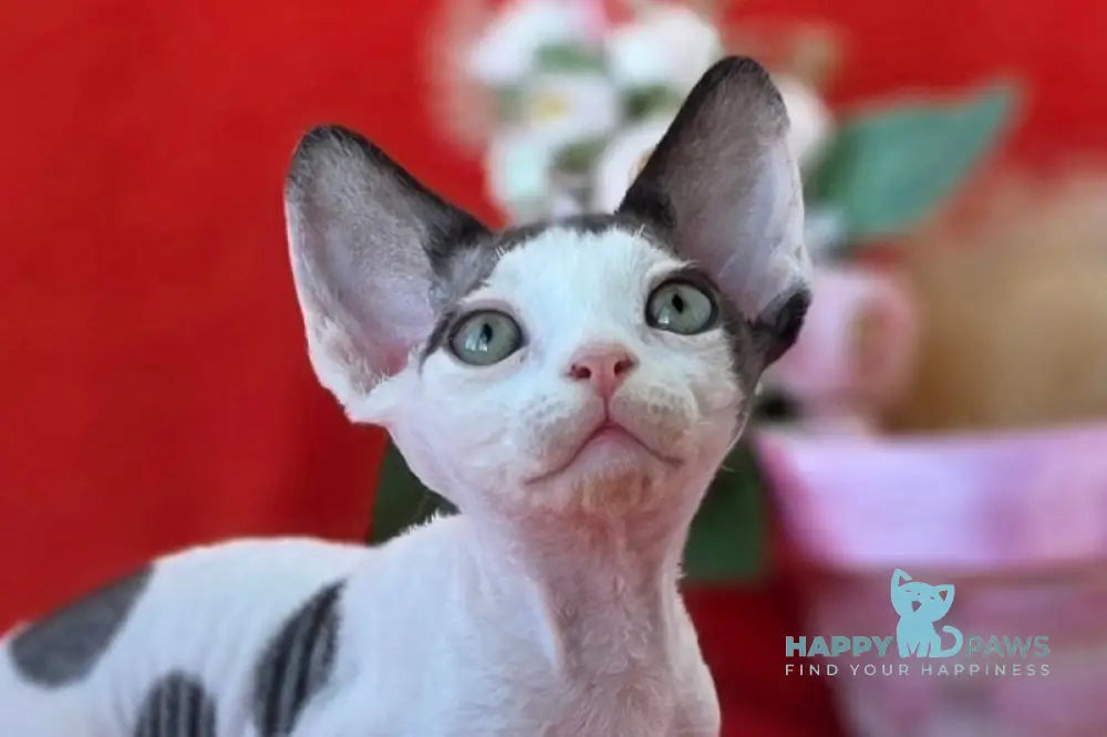 Camelia Devon Rex female black harlequin - live animals