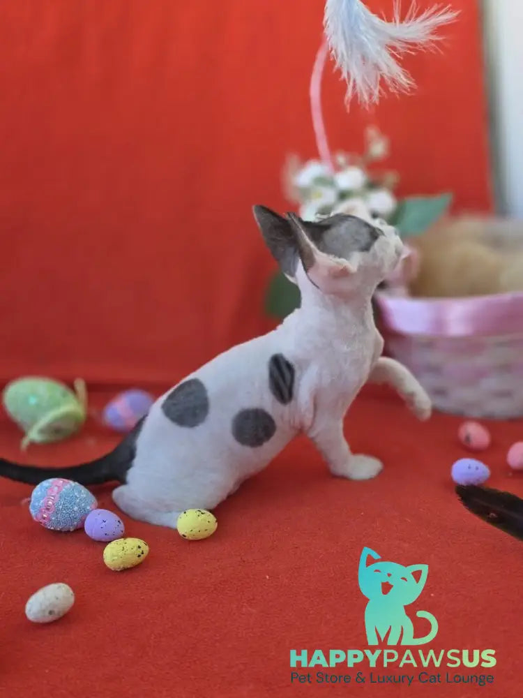 Camelia Devon Rex female black harlequin - live animals