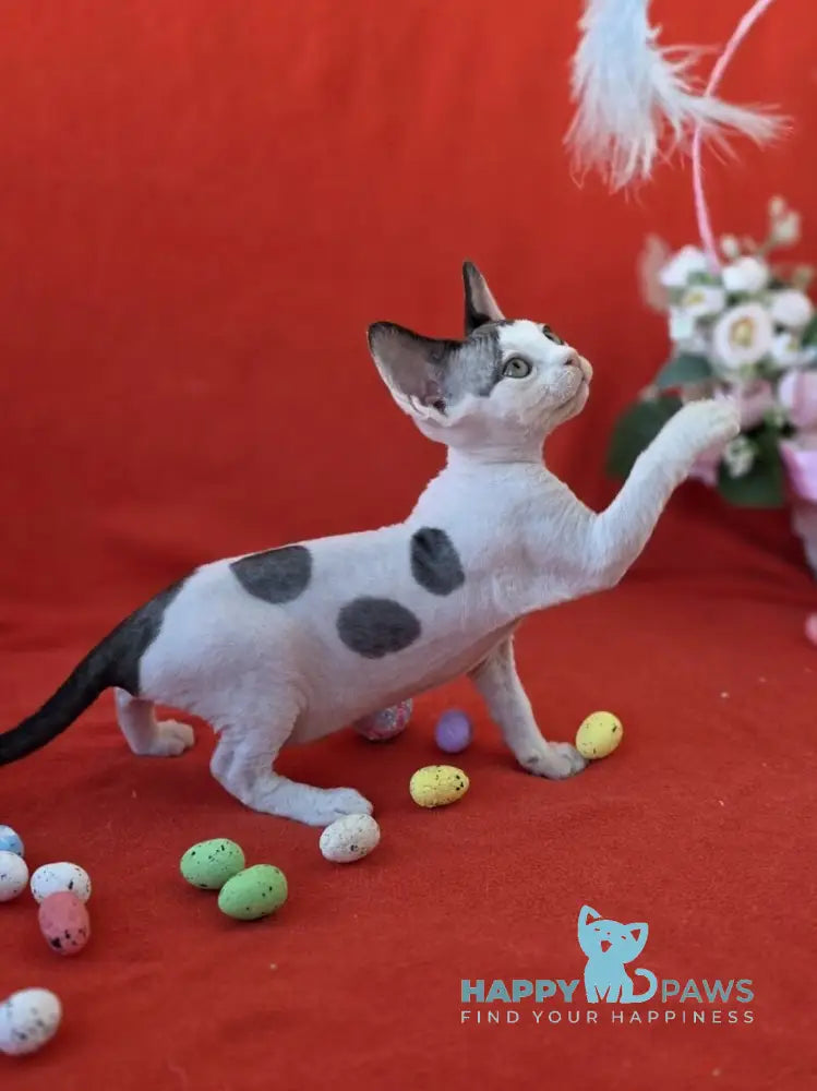 Camelia Devon Rex female black harlequin - live animals