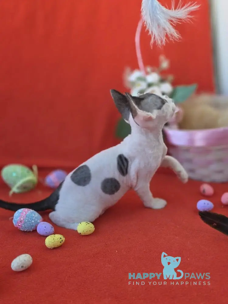 Camelia Devon Rex female black harlequin - live animals