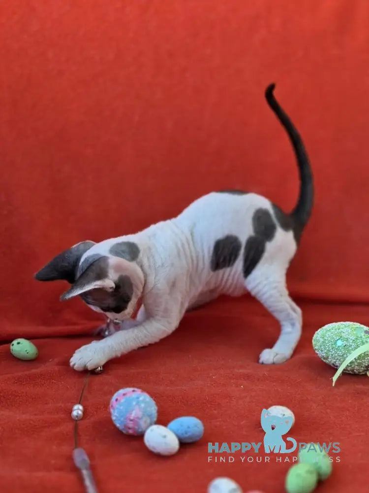 Camelia Devon Rex female black harlequin - live animals