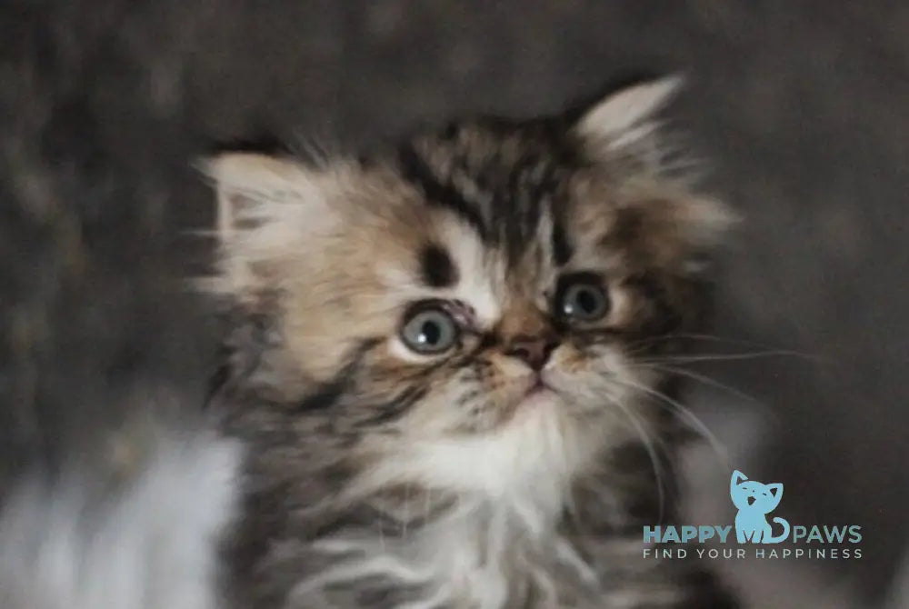 Camelot Scottish Straight male black tabby live animals