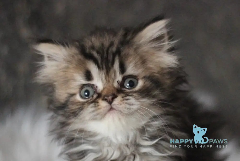 Camelot Scottish Straight male black tabby live animals