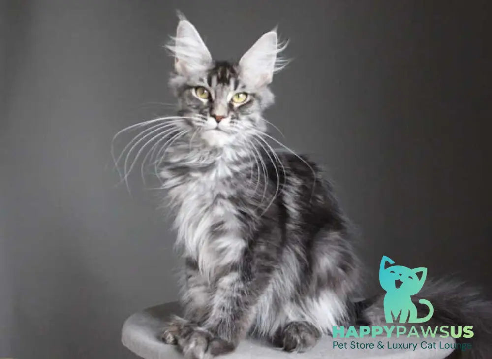 Cameron Maine Coon male black silver tabby - live animals