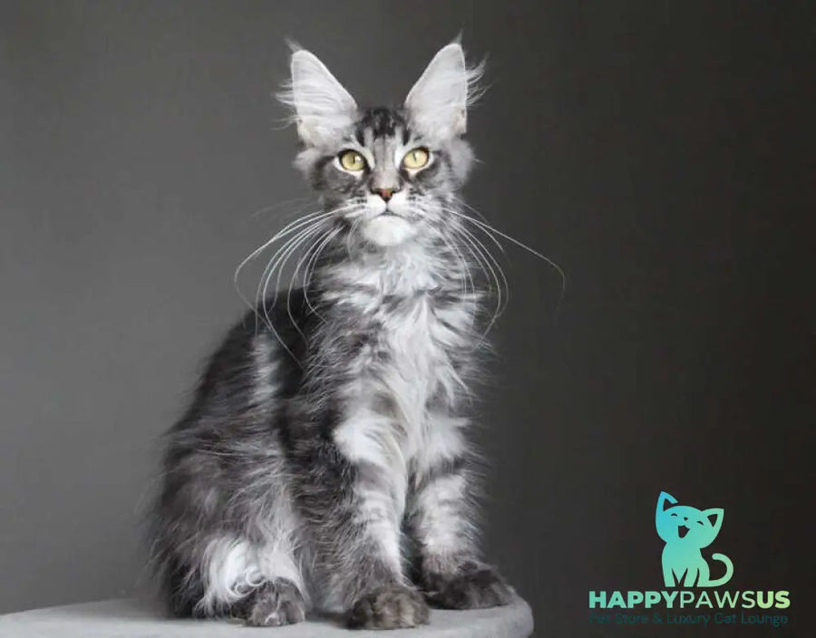Cameron Maine Coon male black silver tabby - live animals