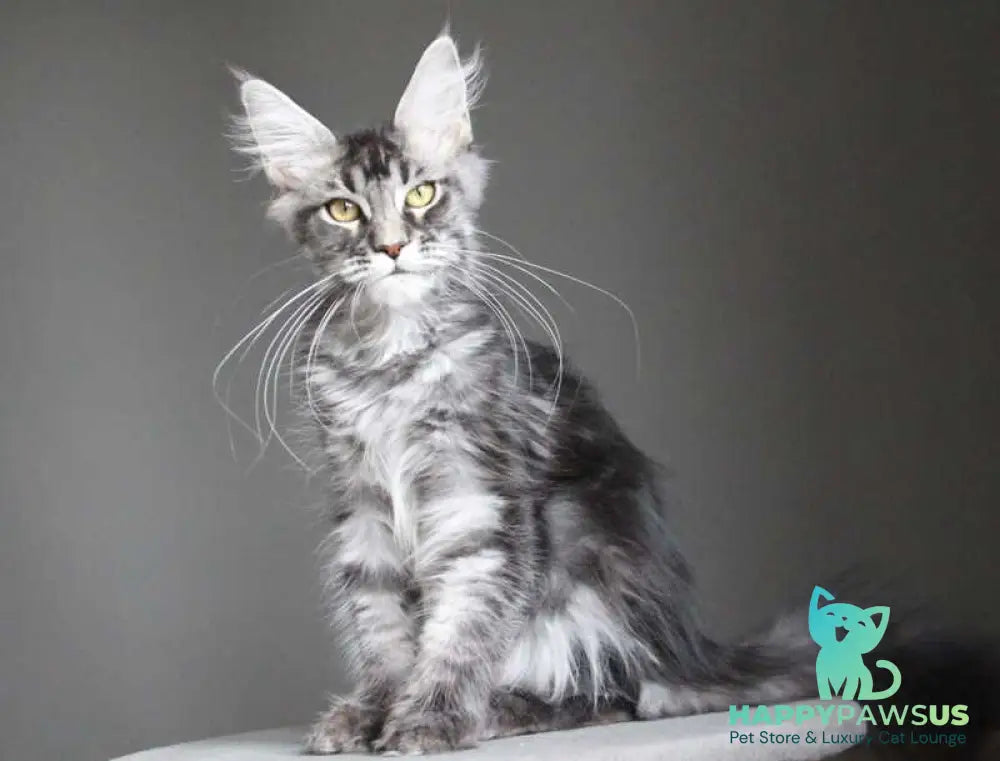 Cameron Maine Coon male black silver tabby - live animals