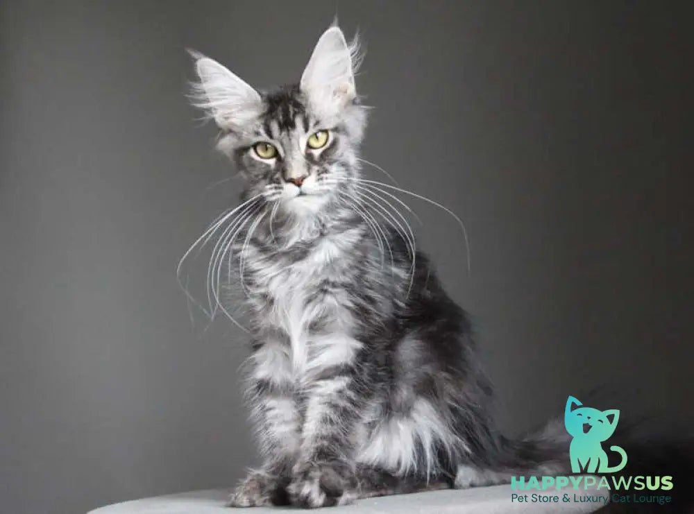 Cameron Maine Coon male black silver tabby - live animals