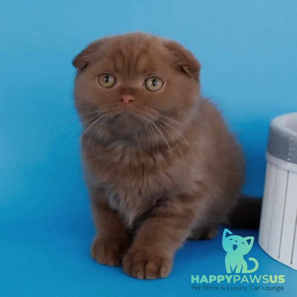 Cameron Scottish Fold male cinnamon - live animals