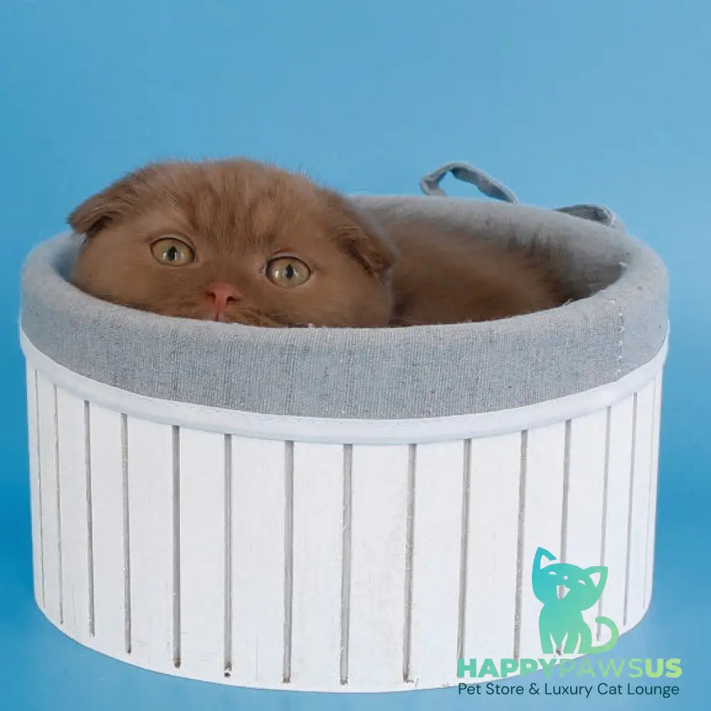 Cameron Scottish Fold male cinnamon - live animals