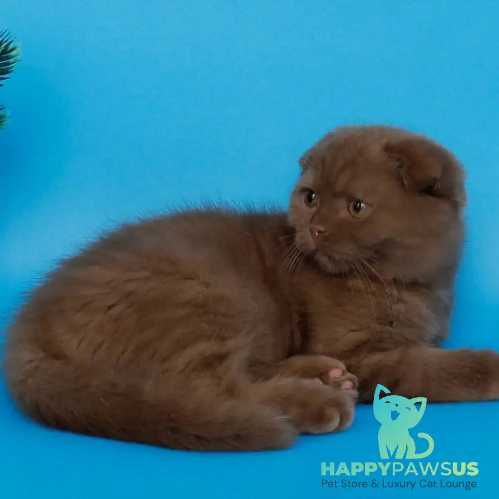 Cameron Scottish Fold male cinnamon - live animals
