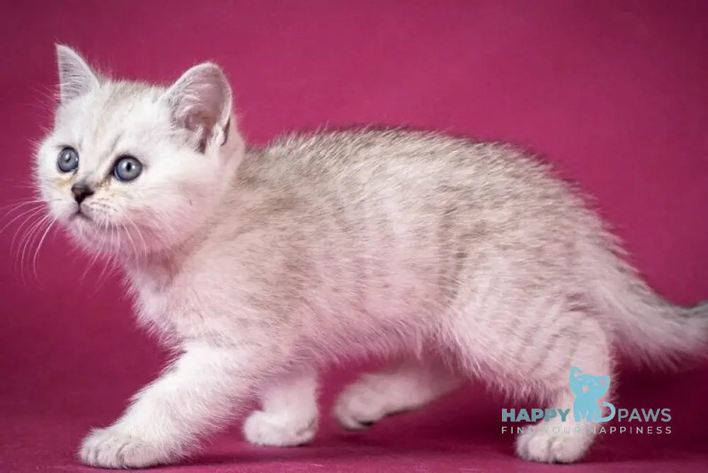 Cameron Scottish Straight male black silver shaded - live animals