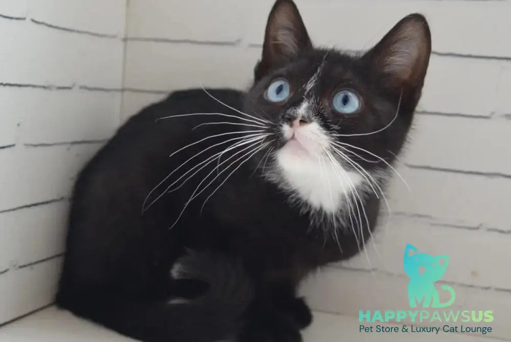 Camila British Shorthair female black with white - live animals