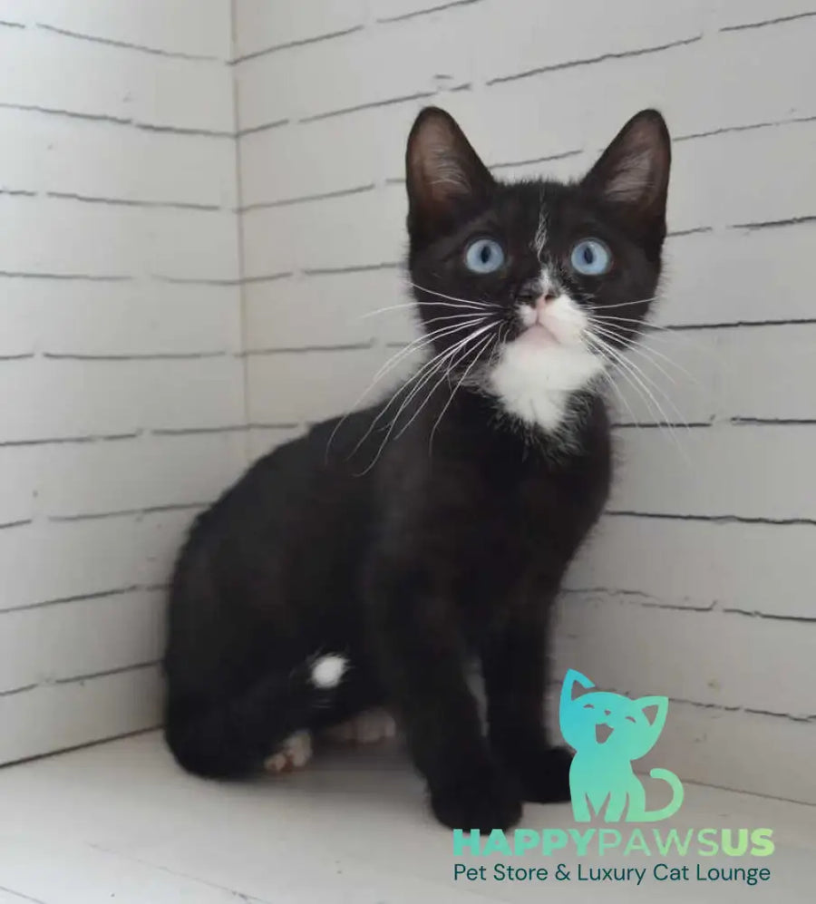 Camila British Shorthair female black with white - live animals