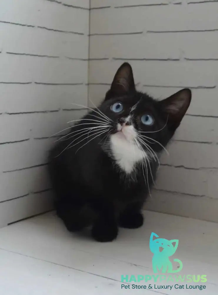 Camila British Shorthair female black with white - live animals