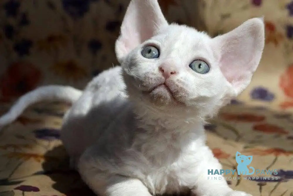 Camilla Devon Rex female white live animals