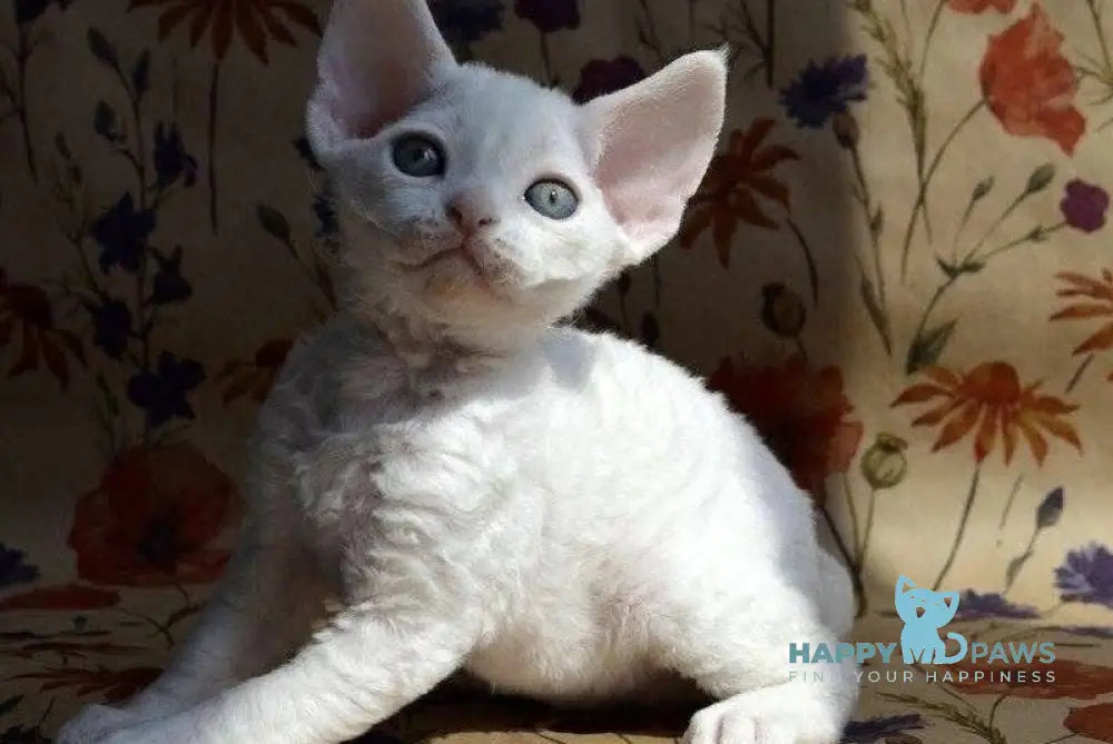 Camilla Devon Rex female white live animals