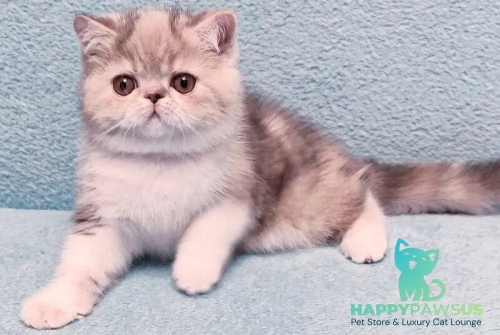 Candy Exotic female blue tortie tabby bicolour - live animals