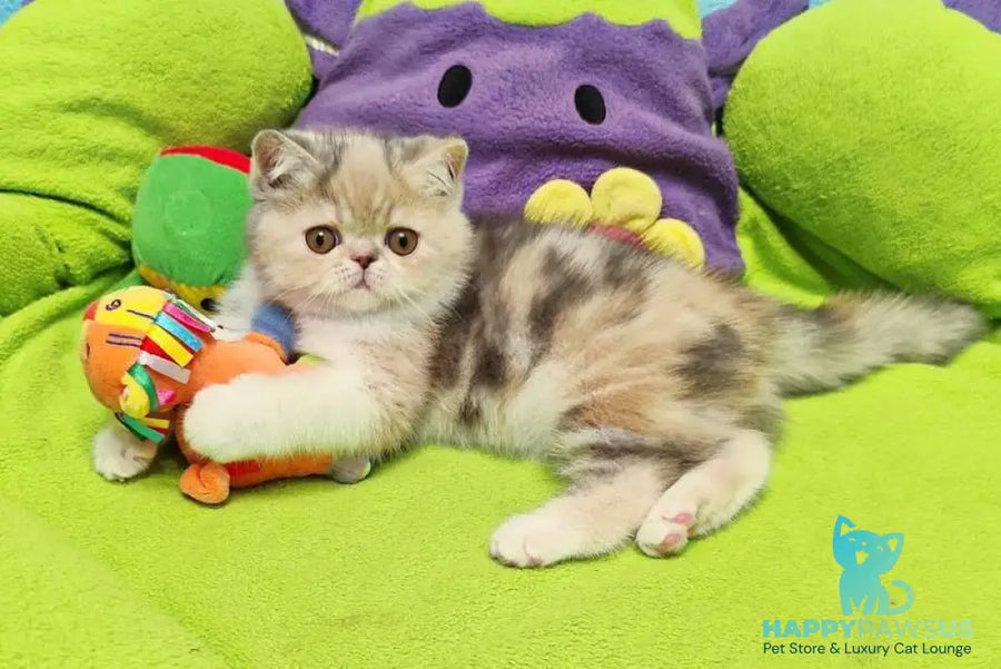 Candy Exotic female blue tortie tabby bicolour - live animals