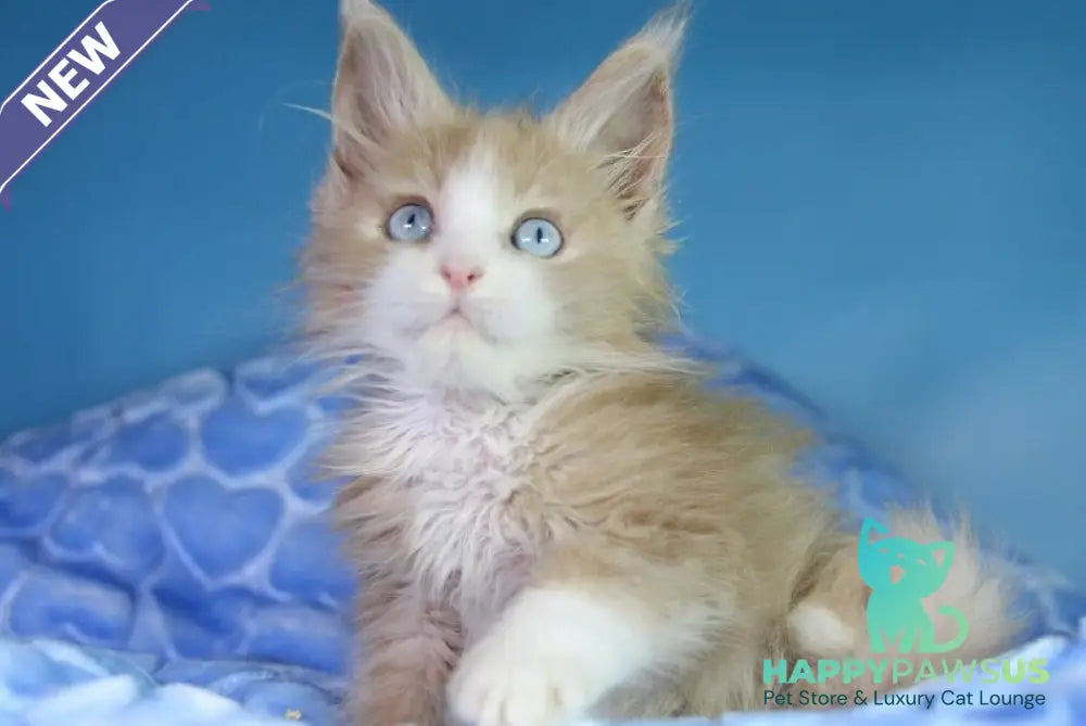 Candy Maine Coon male cream bicolour - live animals