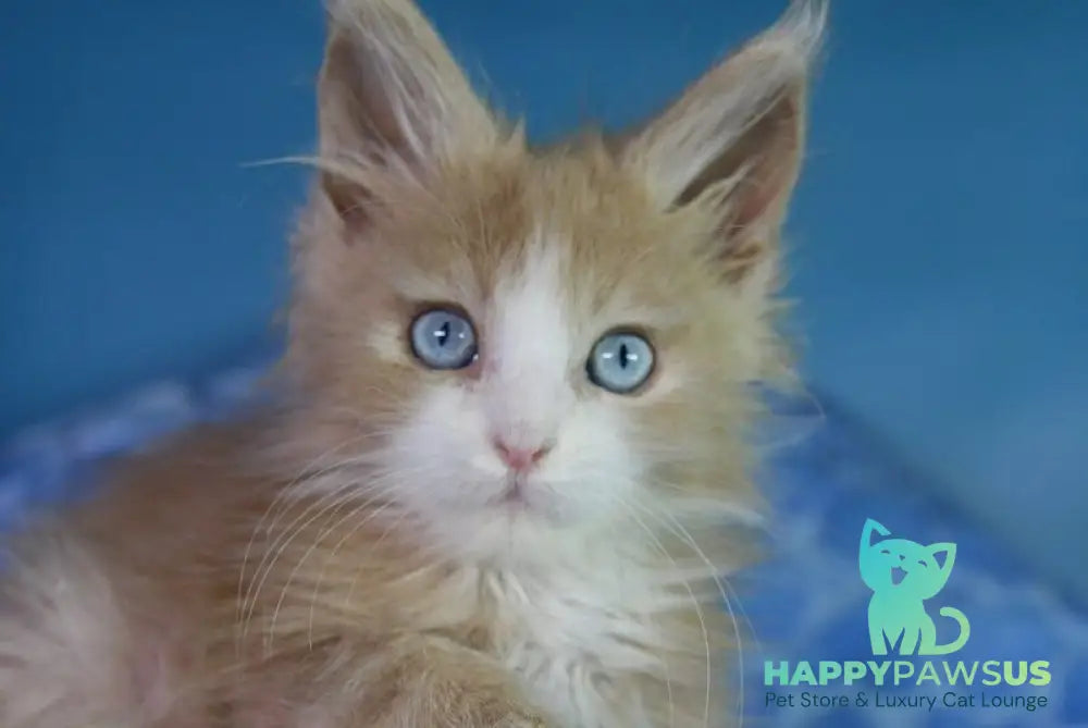 Candy Maine Coon male cream bicolour - live animals