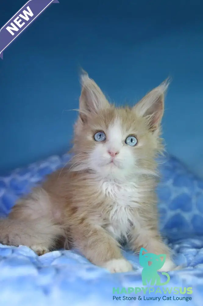 Candy Maine Coon male cream bicolour - live animals