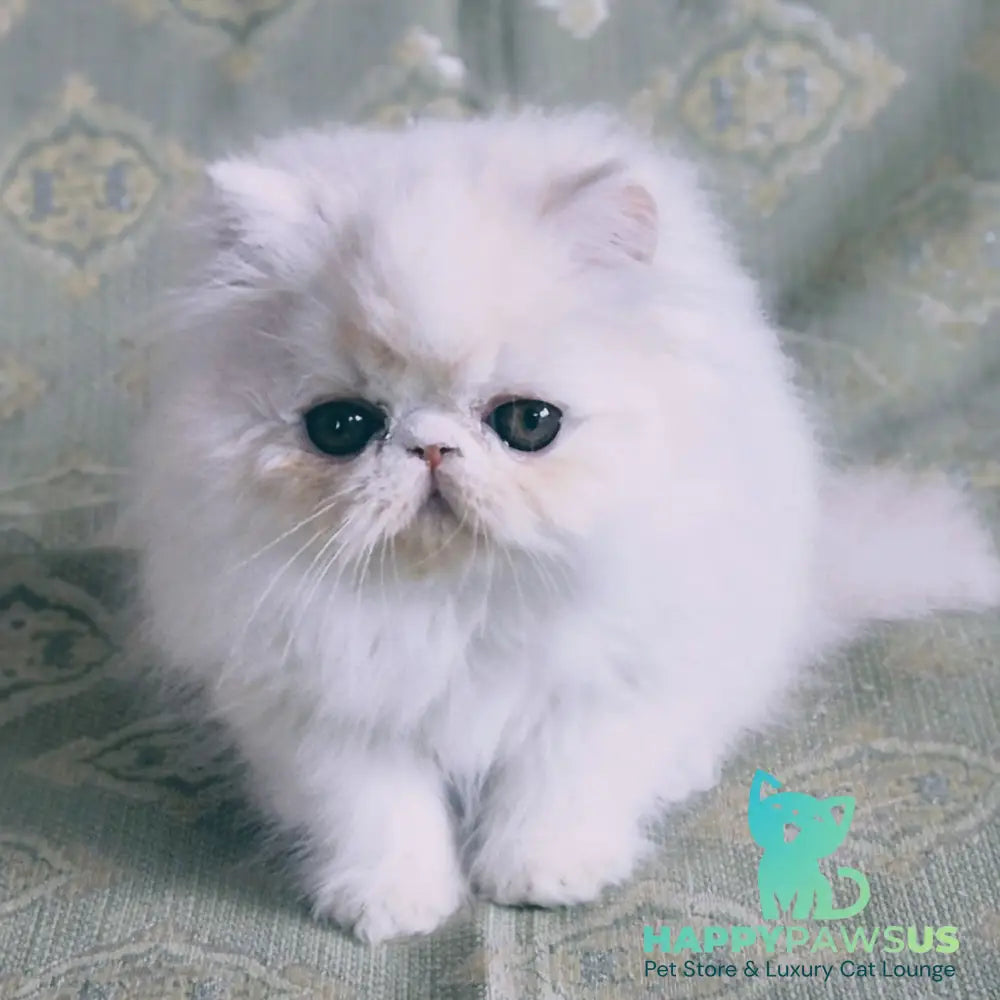 Candy Persian male red silver van - live animals