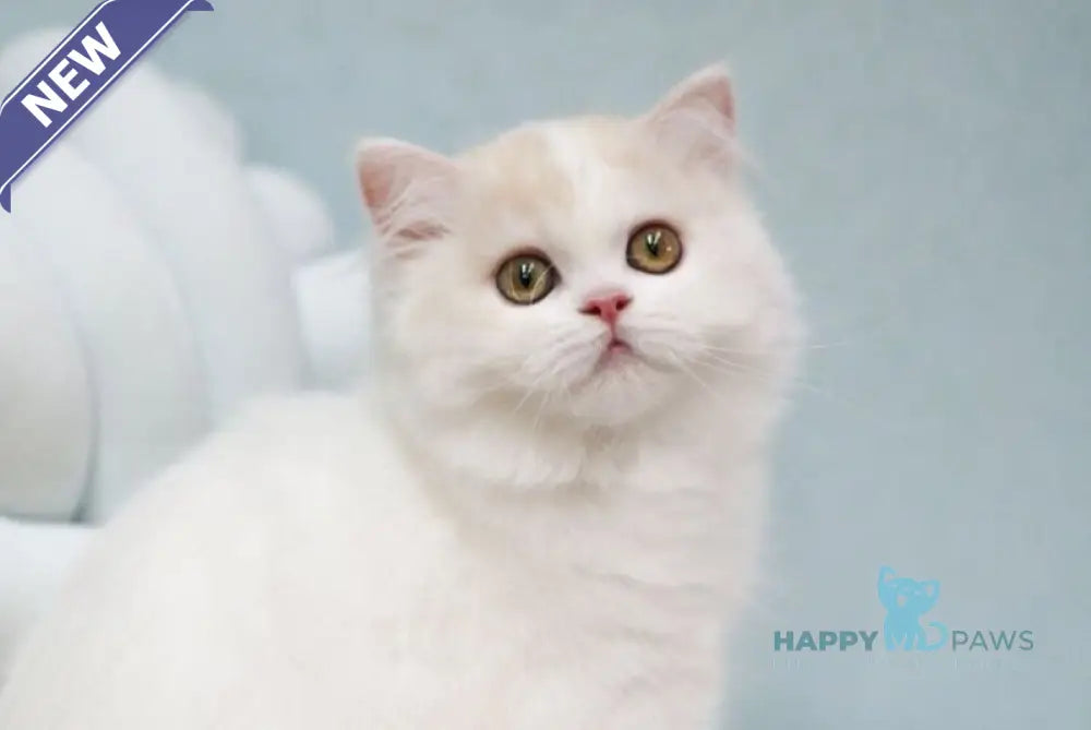 Candy Scottish Straight male red silver tabby van live animals