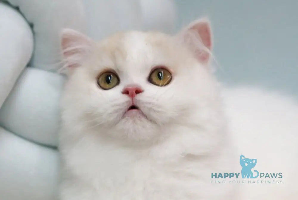 Candy Scottish Straight male red silver tabby van live animals