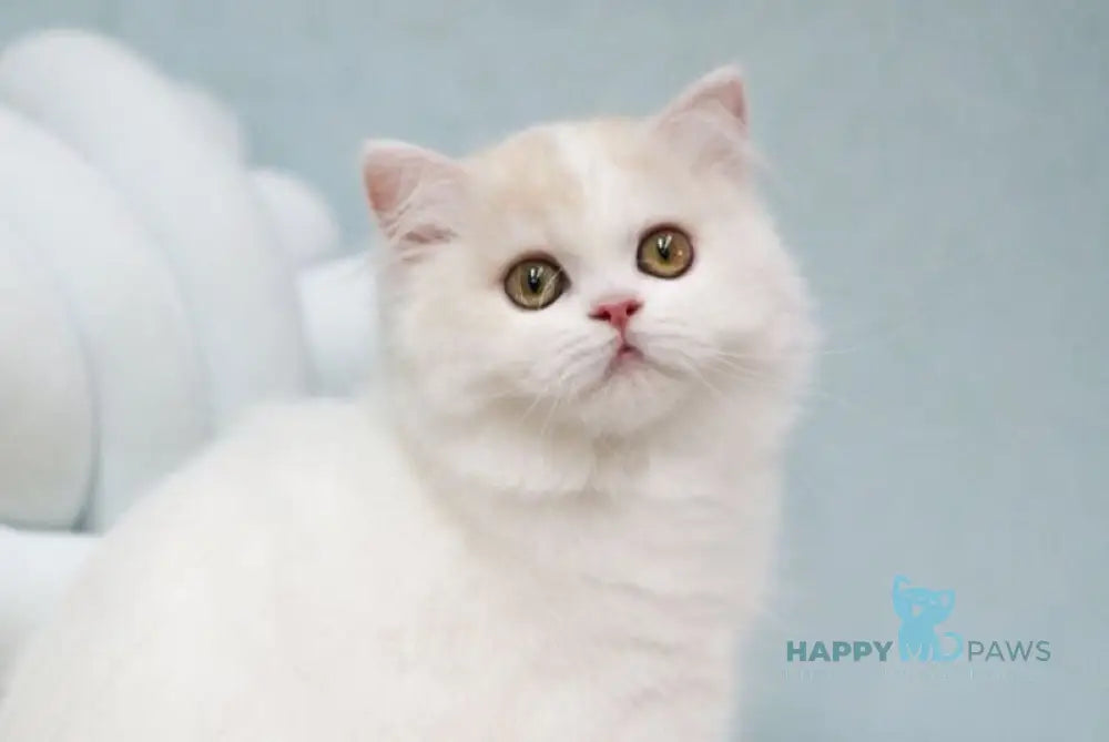 Candy Scottish Straight male red silver tabby van live animals