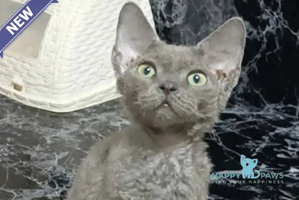 Capitan Devon Rex male blue live animals