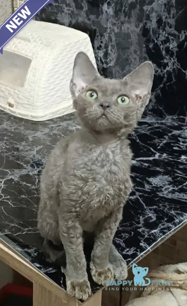 Capitan Devon Rex male blue live animals