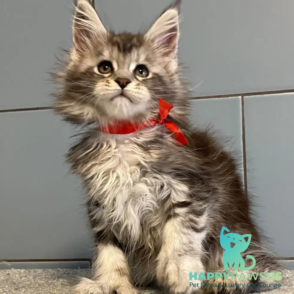 Cappadocia Maine Coon polydactyl 5x5x6x6 female black silver tabby - live animals