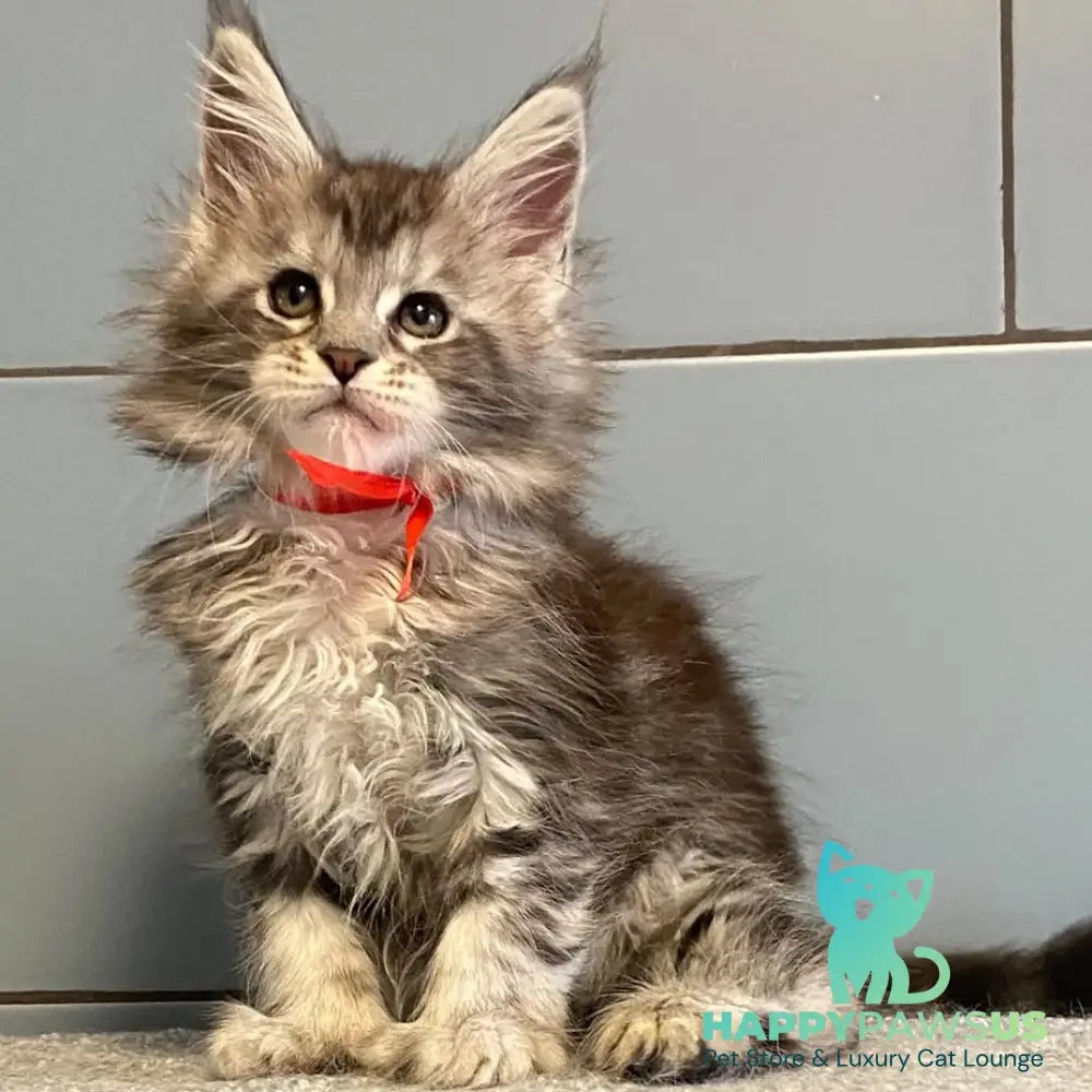 Cappadocia Maine Coon polydactyl 5x5x6x6 female black silver tabby - live animals