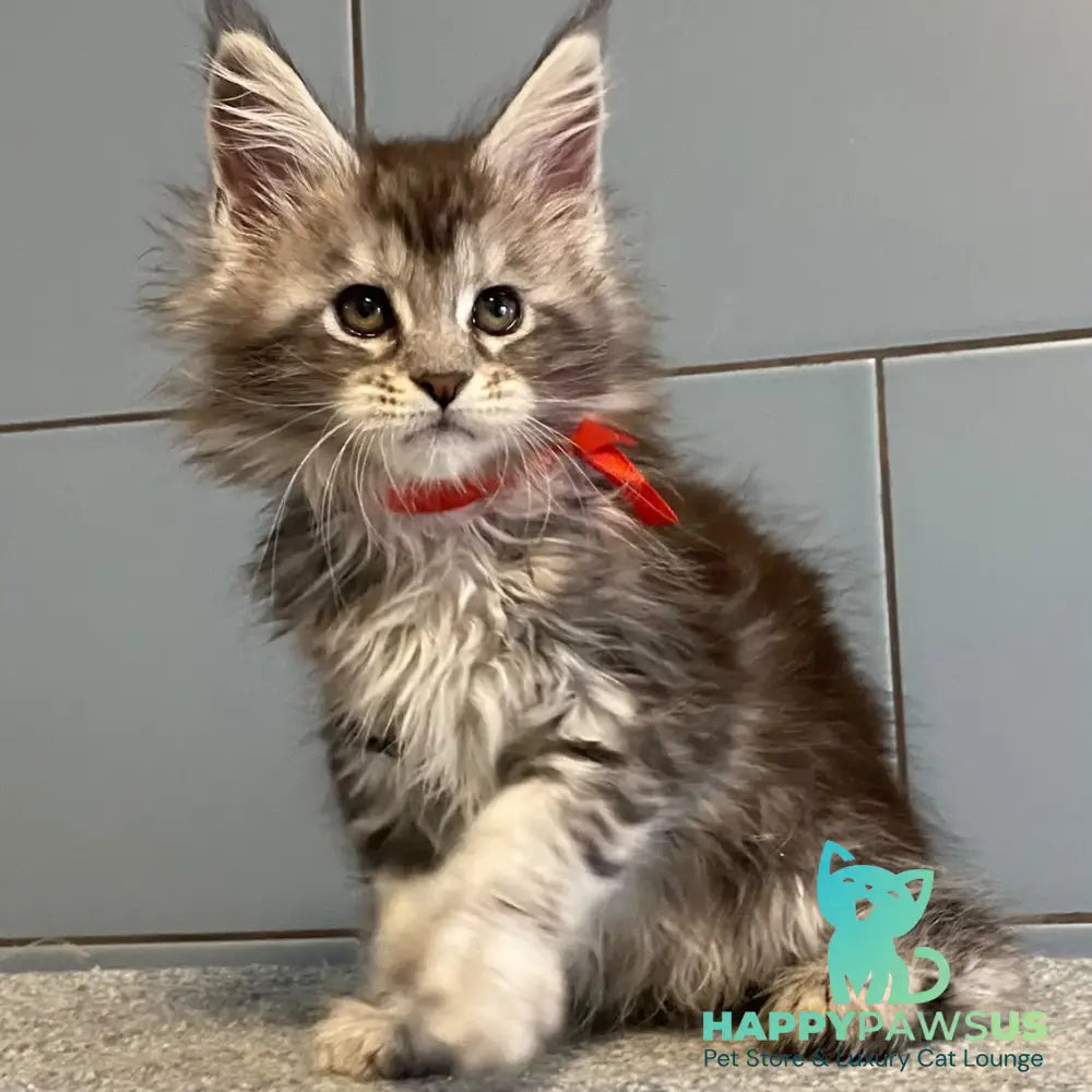 Cappadocia Maine Coon polydactyl 5x5x6x6 female black silver tabby - live animals